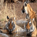 Madhya Pradesh